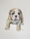 Bulldog Pup